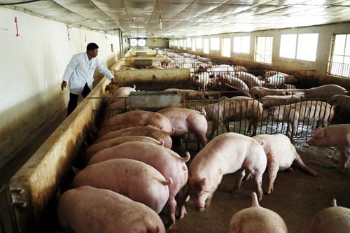 Báo cáo kết quả thực hiện các công trình bảo vệ môi trường để được kiểm tra, xác  nhận hoàn thành trước khi đưa Trại chăn  nuôi, giết mổ vào hoạt động chính thức